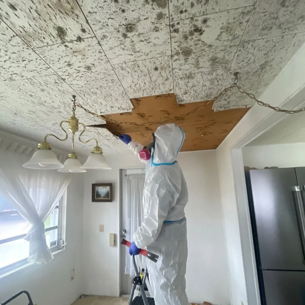 Mold Removal Tampa FL