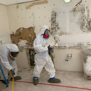 mold removal in Tampa