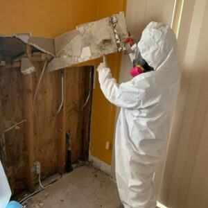 Top 5 Things Every Homeowner Should Know About Mold Remediation Tampa FL