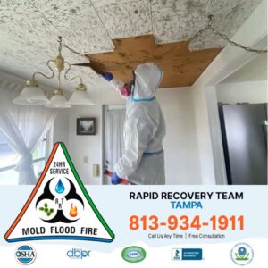 Tampa Mold Removal