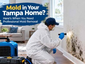 Professional Mold Removal